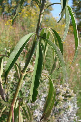 Coreopsis tripteris