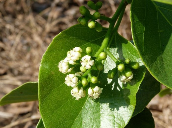 CORDIA MYXA L.