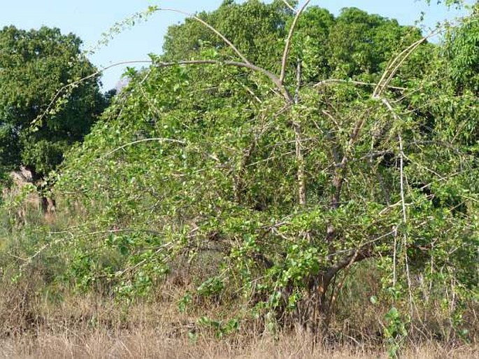 Cordia myxa