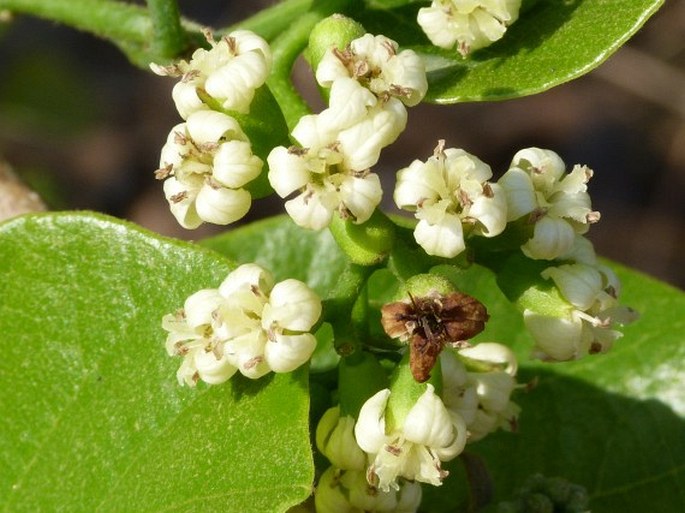 Cordia myxa