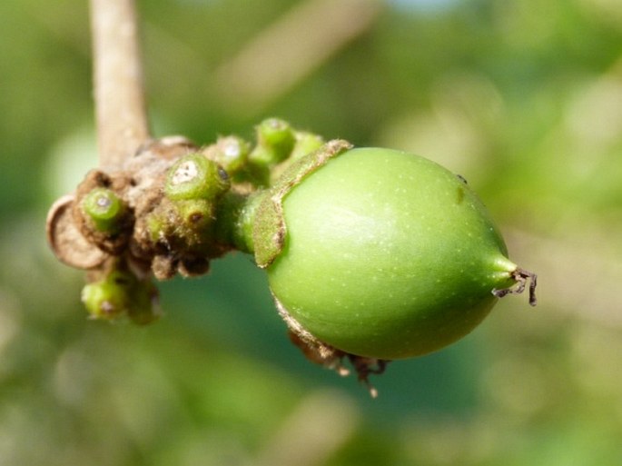 Cordia myxa