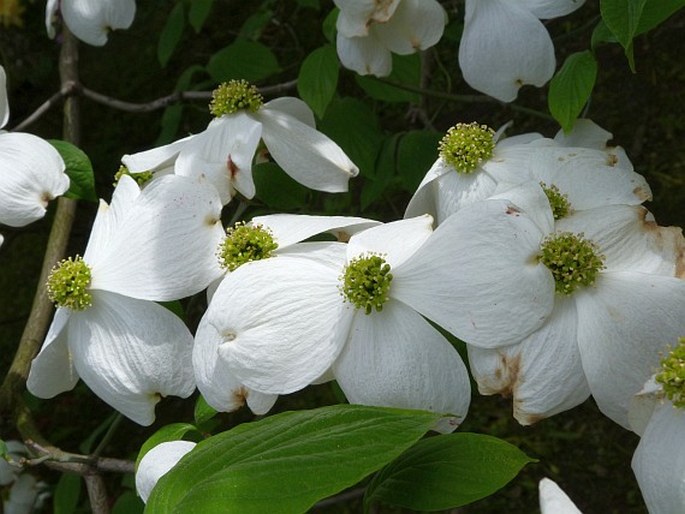 Cornus florida