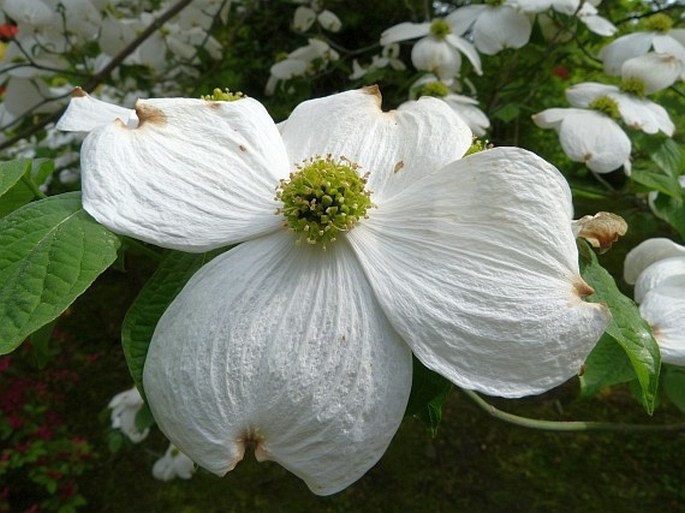 Cornus florida