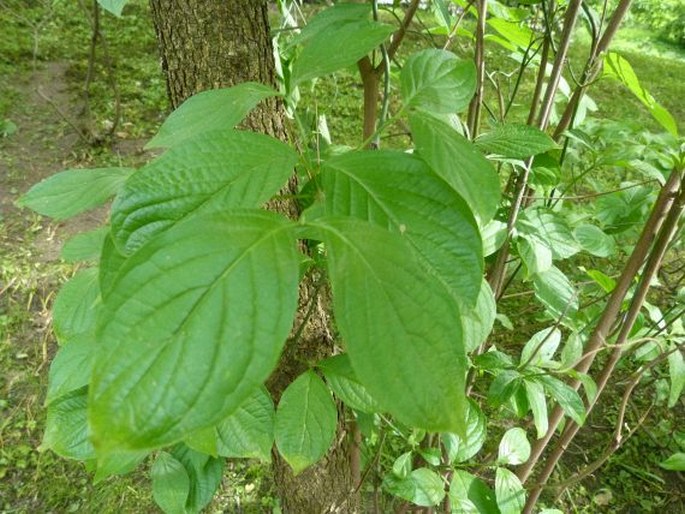 Cornus florida