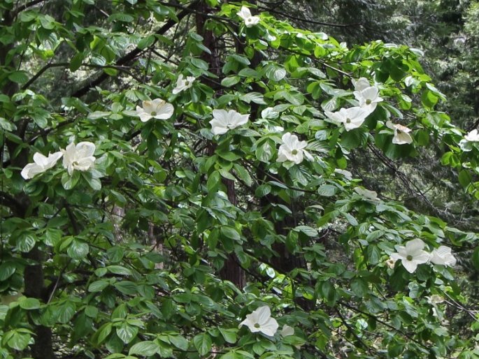 Cornus nuttallii