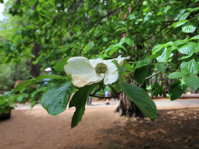 Cornus nuttallii