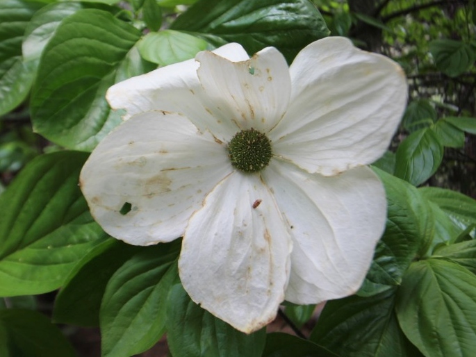 Cornus nuttallii