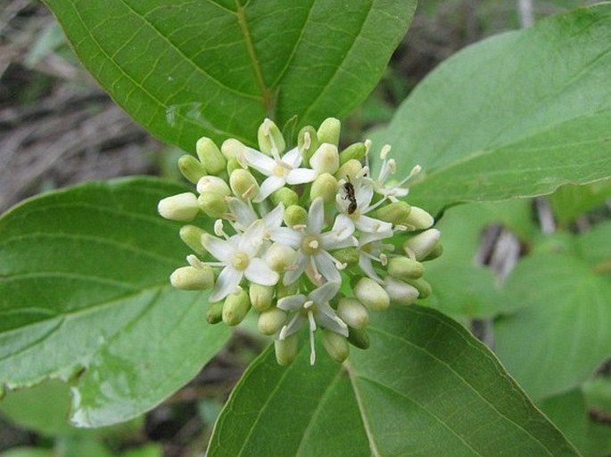 Cornus sericea