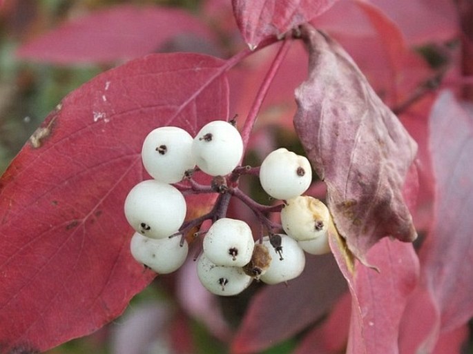 Cornus sericea