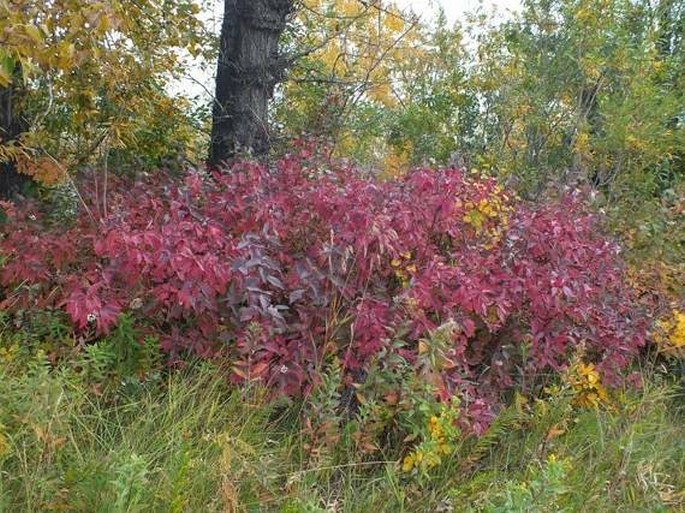 Cornus sericea