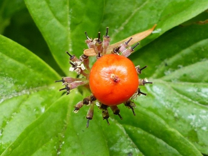 Cornus unalaschkensis