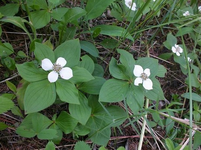 Cornus canadensis