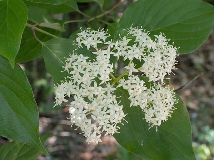 Cornus drummondii