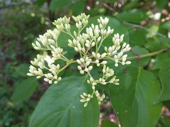 Cornus drummondii