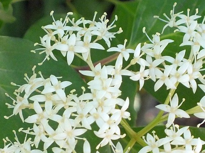 Cornus drummondii