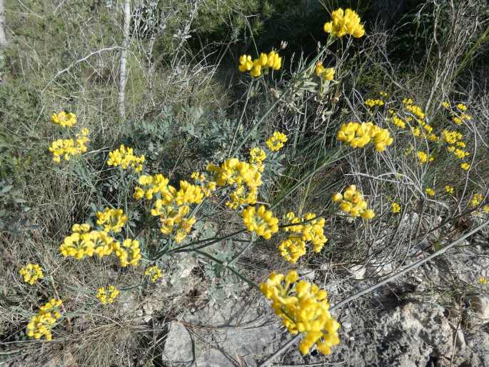 Coronilla juncea