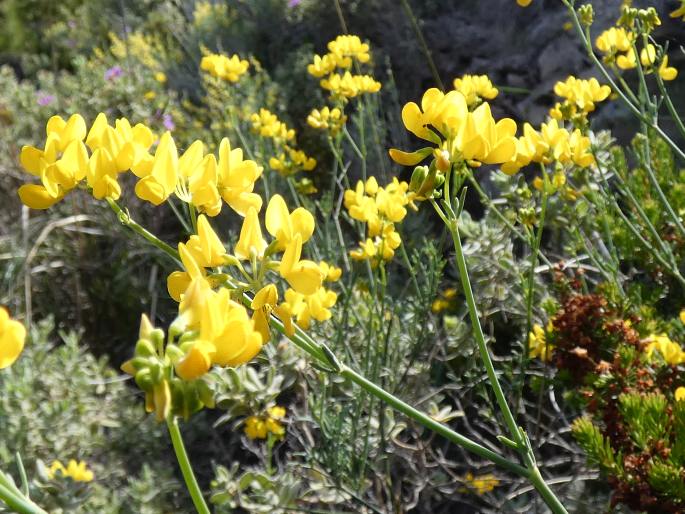 Coronilla juncea