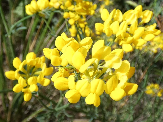 Coronilla juncea