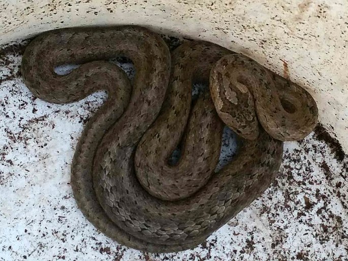 Coronella austriaca, užovka hladká