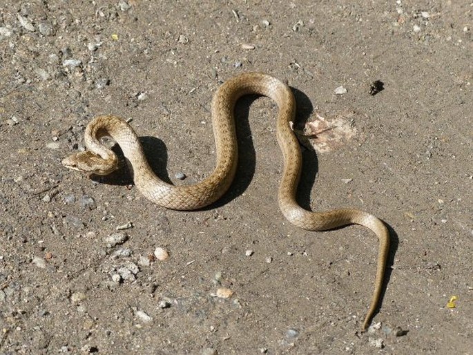 Coronella austriaca, užovka hladká