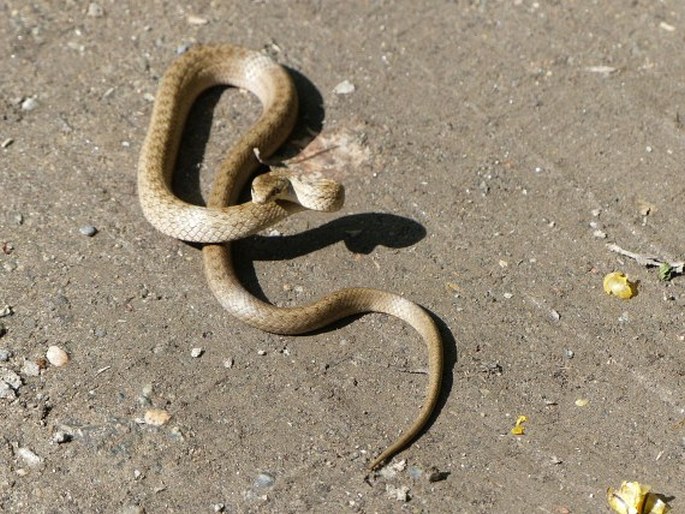 Coronella austriaca, užovka hladká