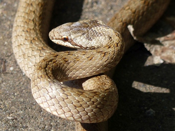 Coronella austriaca, užovka hladká