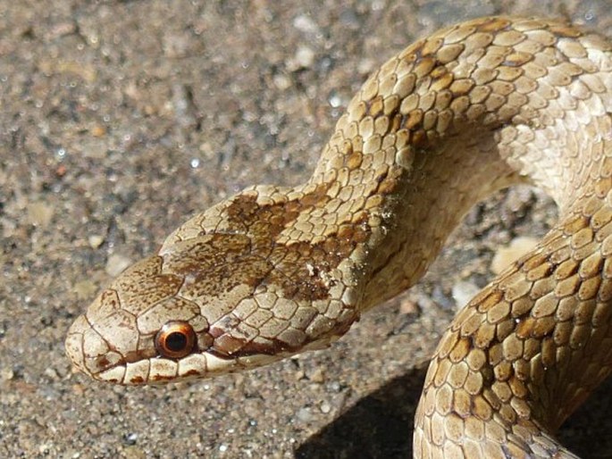 Coronella austriaca, užovka hladká