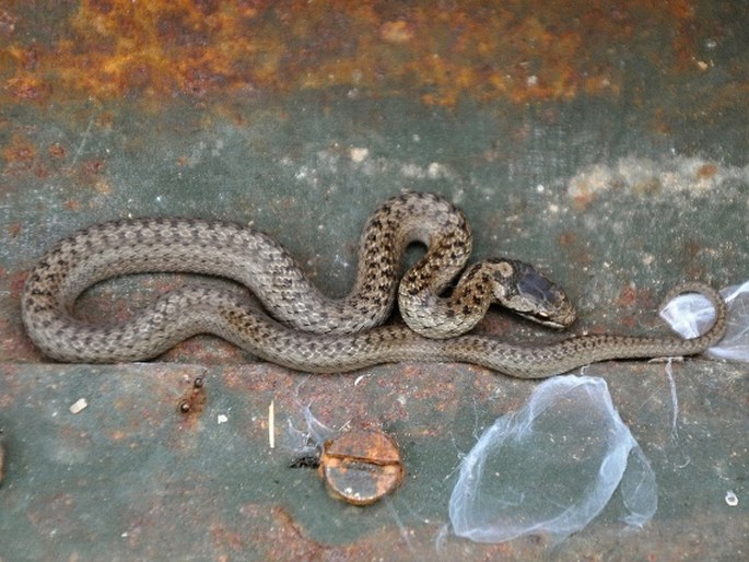 Coronella austriaca, užovka hladká