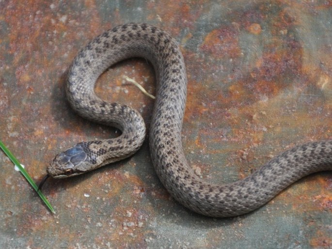 Coronella austriaca, užovka hladká