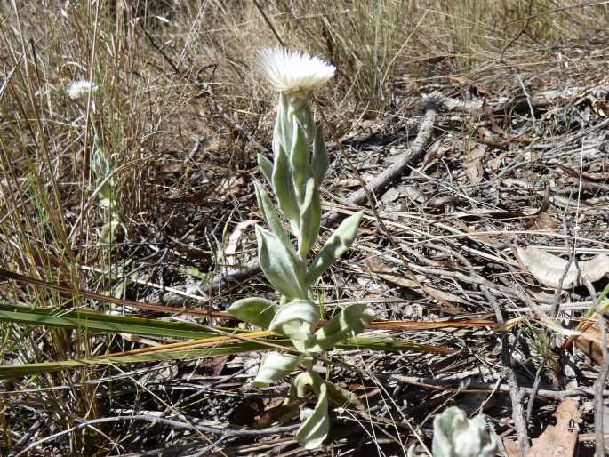 Coronidium newcastlianum