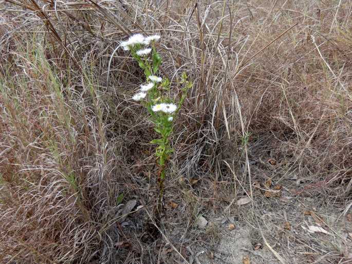 Coronidium lanuginosum