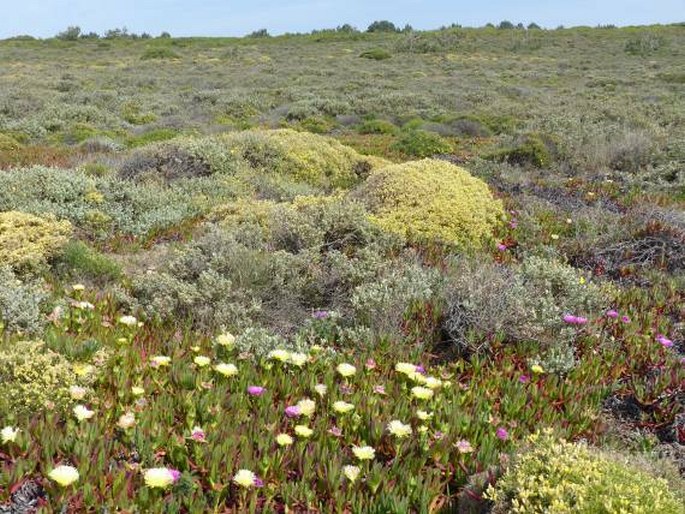 Coronilla repanda