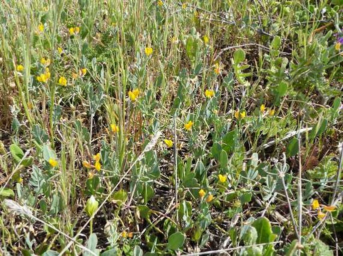 Coronilla repanda