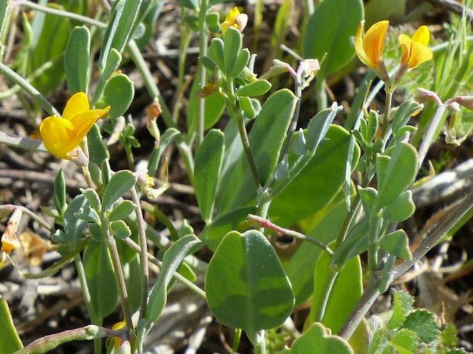 Coronilla repanda