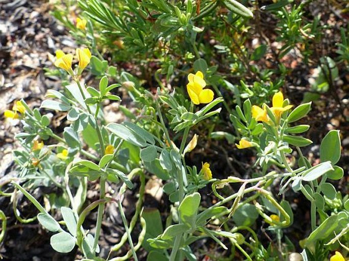 Coronilla repanda