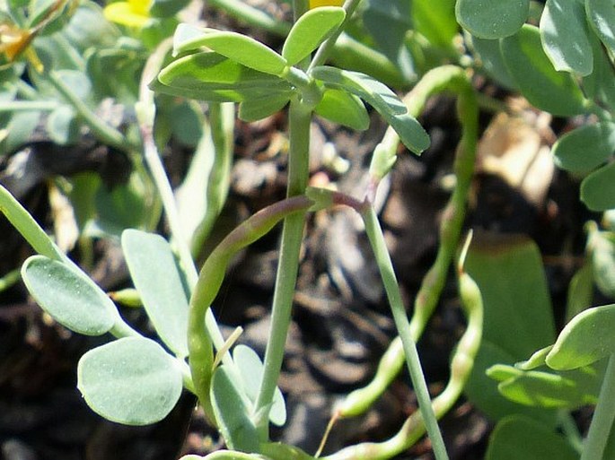 Coronilla repanda