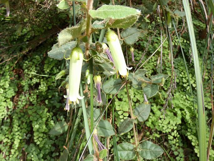 Correa aemula