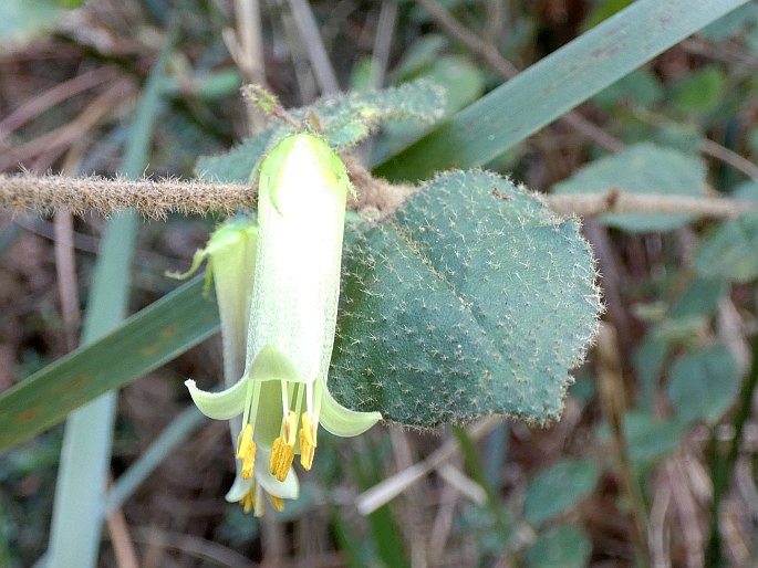 Correa aemula