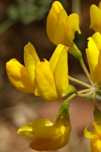 Coronilla ramosissima