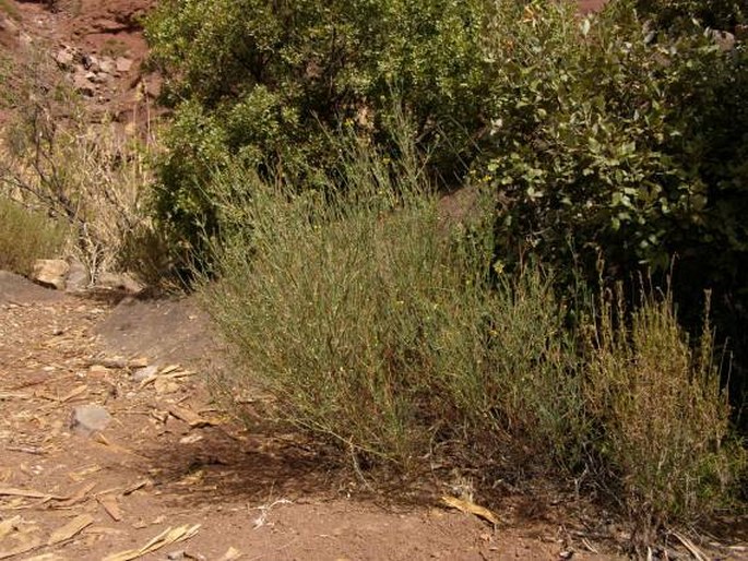 Coronilla ramosissima