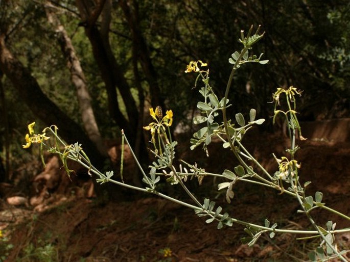 Coronilla ramosissima