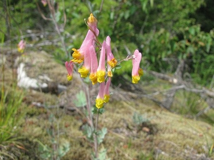 Corydalis sempervirens