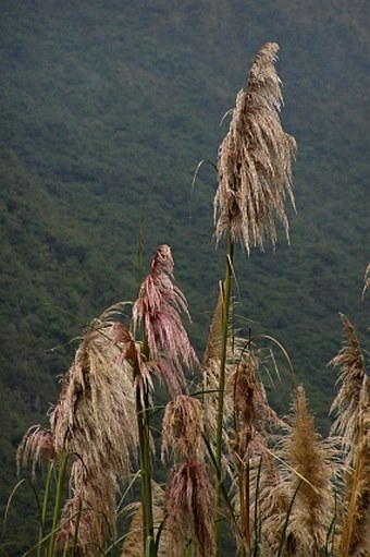 Cortaderia bifida