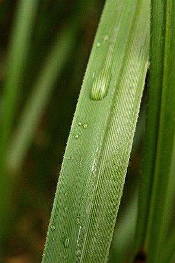 Cortaderia bifida