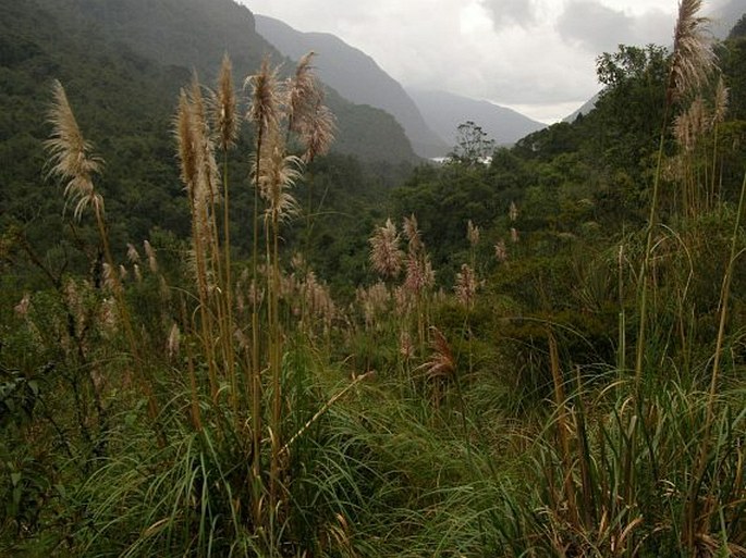 Cortaderia bifida