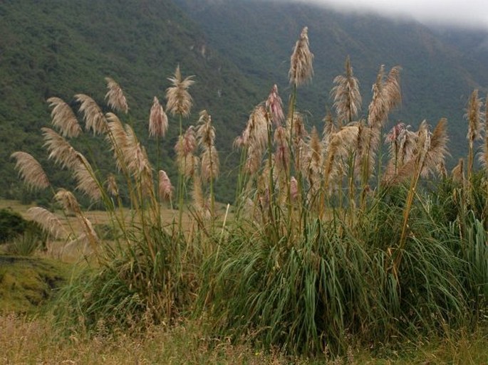 Cortaderia bifida