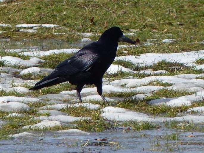 Corvus frugilegus, havran polní