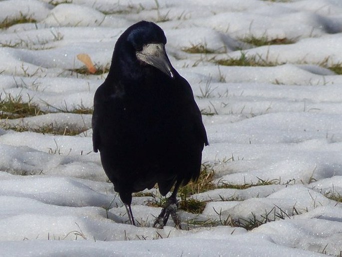 Corvus frugilegus, havran polní