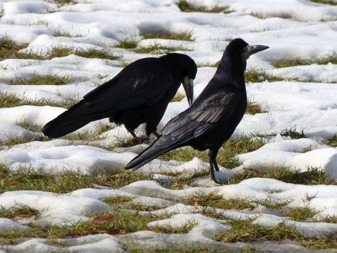 Corvus frugilegus, havran polní