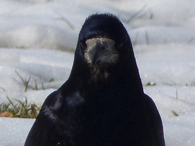 Corvus frugilegus, havran polní
